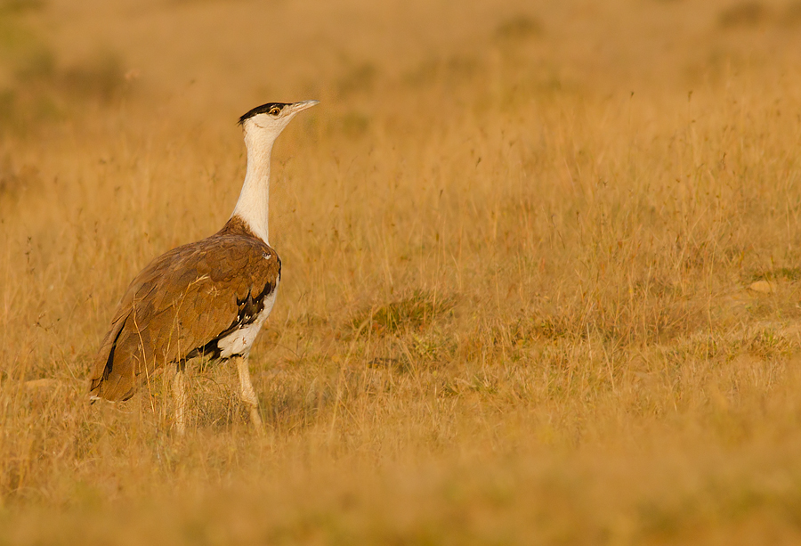 Project Great Indian Bustard
